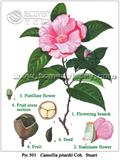 Camellia
